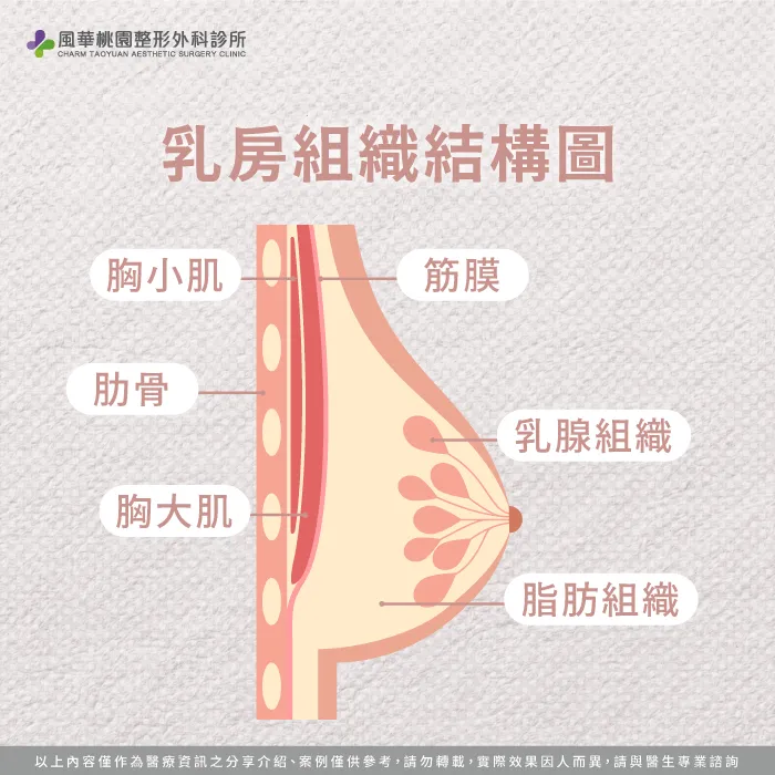 乳房組織-魔滴2.0隆乳放的位置